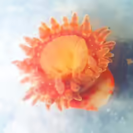 Stomphia coccinea
