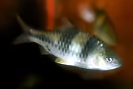 Striuntius lateristriga