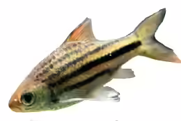 Striuntius lineatus