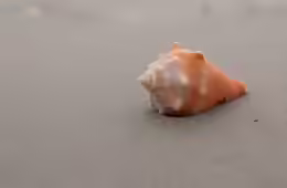Strombus pugilis