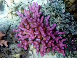 Stylophora pistillata