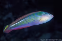 Suezichthys arquatus