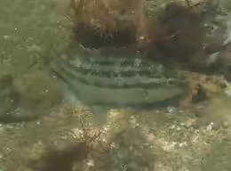 Symphodus bailloni