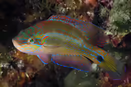 Symphodus ocellatus