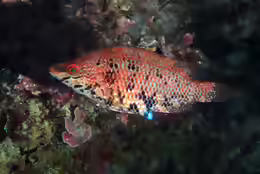 Symphodus roissali