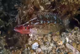 Symphodus rostratus