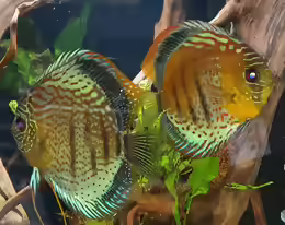 Symphysodon tarzoo