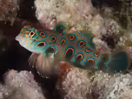 Synchiropus picturatus