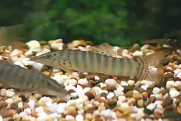 Syncrossus berdmorei