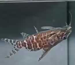 Synodontis batensoda