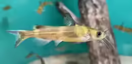 Tachysurus nudiceps