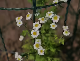 Tanacetum parthenium