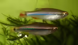 Tanichthys kuehnei