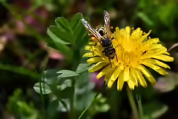 Taraxacum officinale