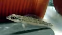 Teleocichla sp. xingu