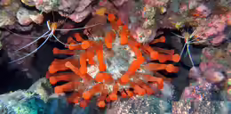 Telmatactis cricoides