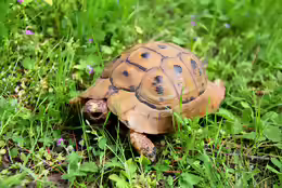 Testudo graeca
