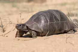 Testudo marginata