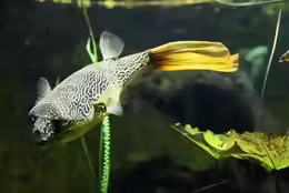 Tetraodon mbu