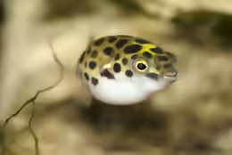 Tetraodon nigroviridis