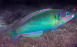 Thalassoma genivittatum