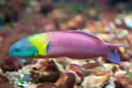 Thalassoma lucasanum