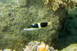 Thalassoma nigrofasciatum