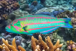 Thalassoma purpureum