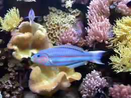 Thalassoma rueppellii