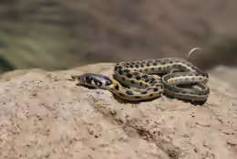 Thamnophis cyrtopsis