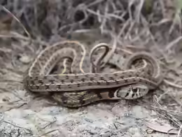 Thamnophis marcianus