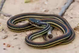 Thamnophis proximus