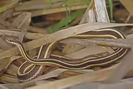 Thamnophis sauritus
