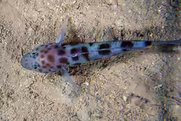 Thorogobius ephippiatus