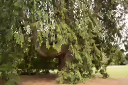 Thuja plicata