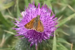 Thymelicus acteon