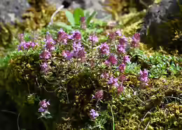 Thymus polytrichus