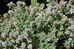 Thymus x citriodorus