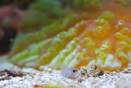 Tigrigobius macrodon