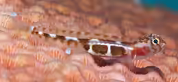 Tigrigobius saucrus