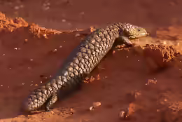 Tiliqua rugosa