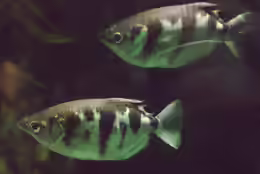 Toxotes microlepis