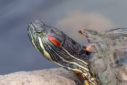 Trachemys scripta elegans