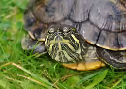 Trachemys scripta troostii