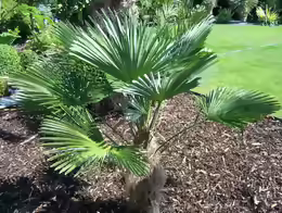 Trachycarpus wagnerianus