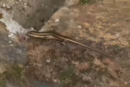 Trachylepis maculilabris