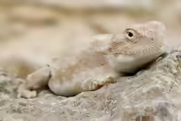Trapelus pallidus