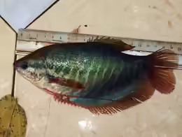 Trichogaster pectoralis