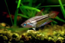 Trichopsis schalleri