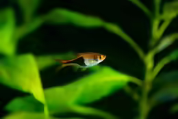 Trigonostigma truncata